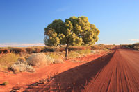 Lone Kurrajong, Great Central Road